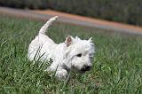 WESTIE 048
